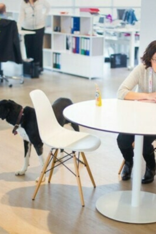 1696595818_Pets_in_the__office_EDITED